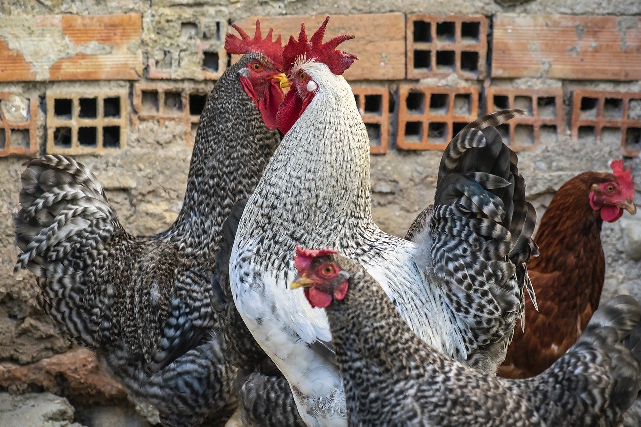 How to Create a Sustainable Backyard Chicken Coop